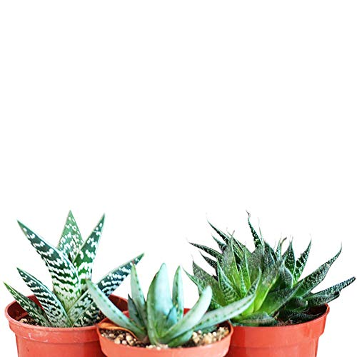 3 Different Aloe Plants - Easy to grow/Hard to Kill! - 3 Pots Liv...