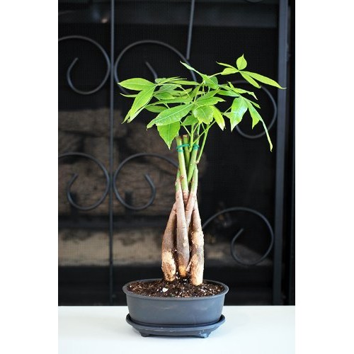 9GreenBox - 5 Braided Money Trees - Bonsai with Water Tray and Fer...