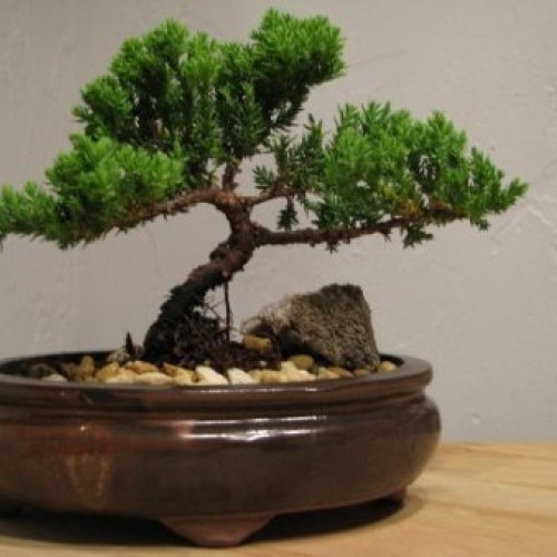9GreenBox Bonsai Juniper Tree - Japanese Art Live House Plants for...