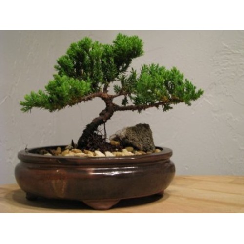 9GreenBox Bonsai Juniper Tree - Japanese Art Live House Plants for...