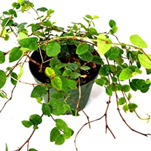 9GreenBox - Creeping Fig Plant - 3 Pot