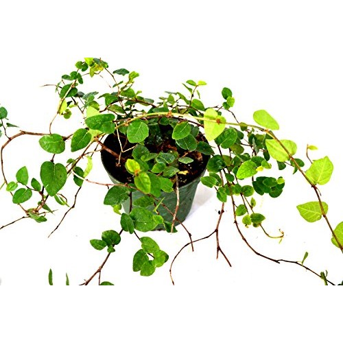9GreenBox - Creeping Fig Plant - 3 Pot