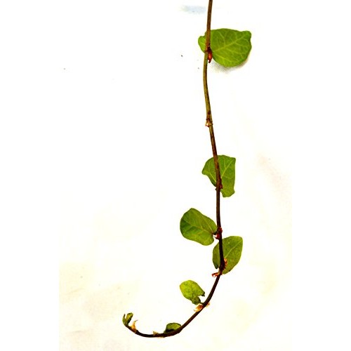 9GreenBox - Creeping Fig Plant - 3 Pot