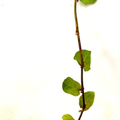 9GreenBox - Creeping Fig Plant - 3 Pot
