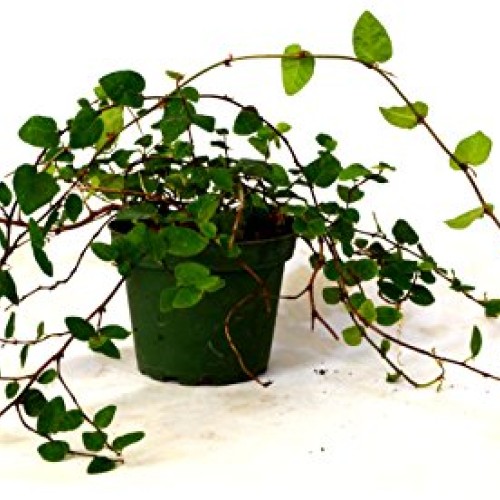 9GreenBox - Creeping Fig Plant - 3 Pot