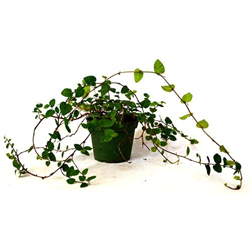 9GreenBox - Creeping Fig Plant - 3 Pot