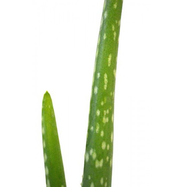 9GreenBox - Small Aloe Vera