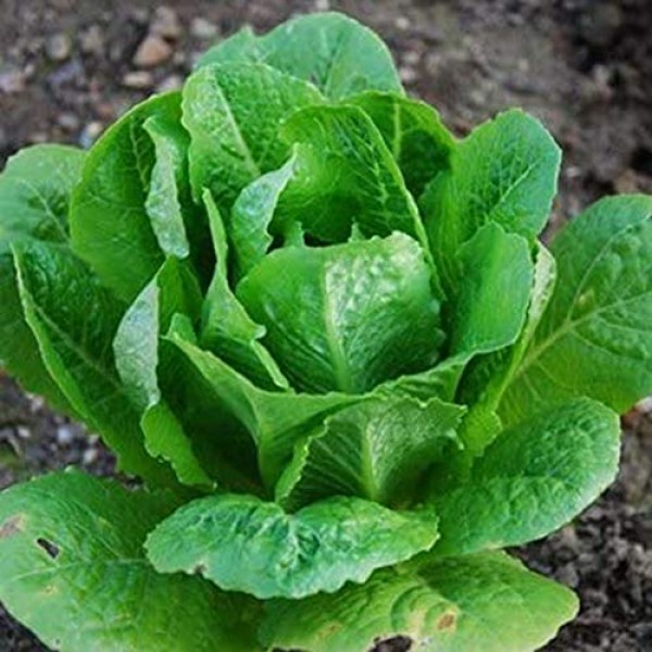 200Pcs Romaine Lettuce Seeds Nutritious Vegetable Garden Farm Yard Planting  Cha 