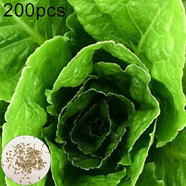 200Pcs Romaine Lettuce Seeds Nutritious Vegetable Garden Farm Yard Planting  Cha 