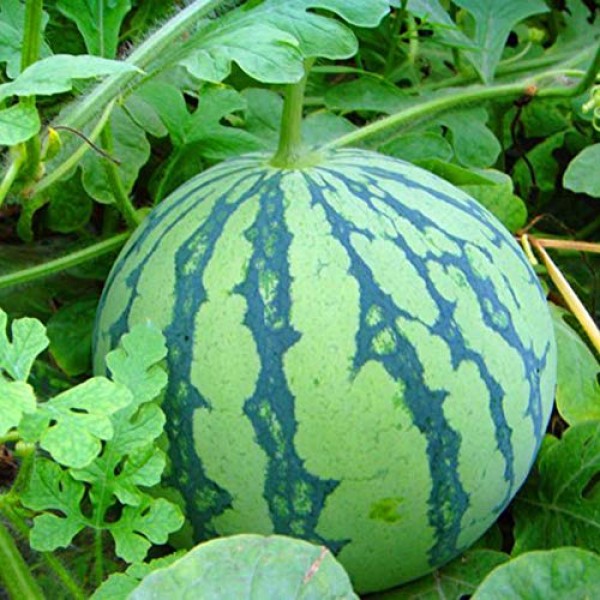 Academyus Watermelon Seeds 30Pcs Fruit Seeds for Planting Seedless...