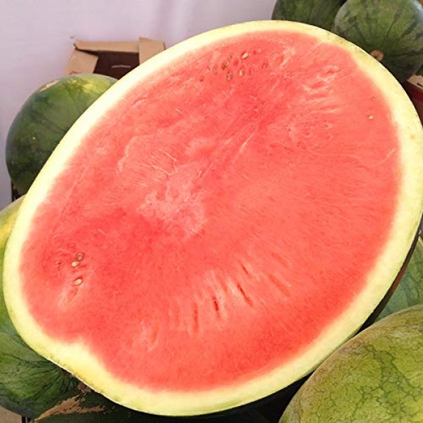 Academyus Watermelon Seeds 30Pcs Fruit Seeds for Planting Seedless...