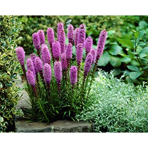 20 Liatris Blazing Star Pink/Purple Color Flower Bulb Perennial Su...