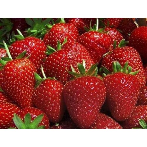 OlymbicStore - 50 Strawberry Best Berry Bare Root Garden Best Frui...