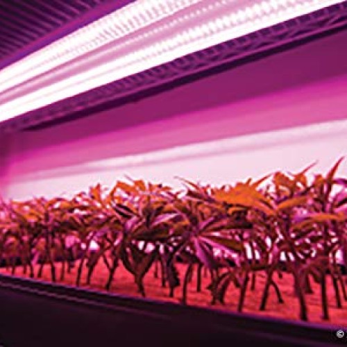 Active Grow T8/T12 High Output 4FT LED Grow Light Tube for Floweri...