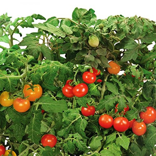 AeroGarden Red Heirloom Cherry Tomato Seed Pod Kit