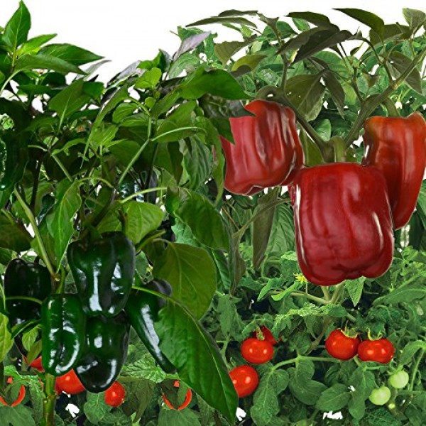 AeroGarden Tomato & Pepper Variety Seed Pod Kit