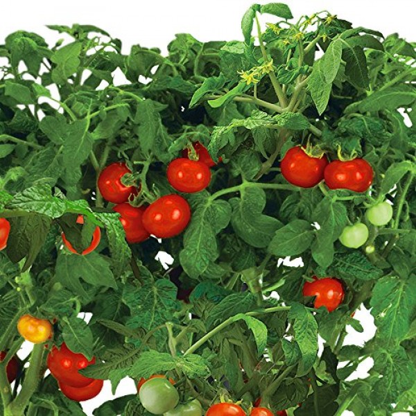 AeroGarden Mega Cherry Tomato Seed Pod Kit Tall Gardens 7-Pod/9-Pod