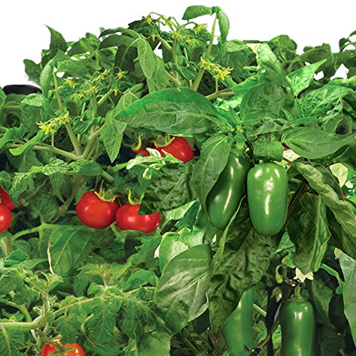 AeroGarden Salsa Garden Seed Pod Kit