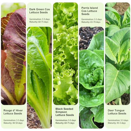 Lettuce Non GMO, Including Rouge dHiver, Dark Green Cos, Black Se...