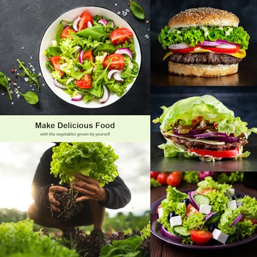 Lettuce Non GMO, Including Rouge dHiver, Dark Green Cos, Black Se...