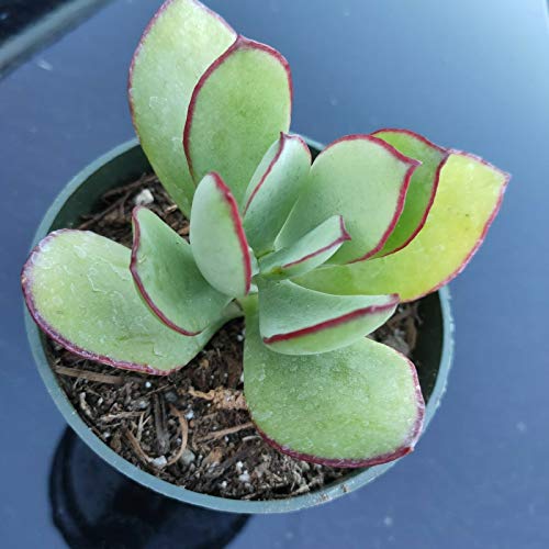 Cotyledon Mint Truffles Rare Succulent Shown in 4 Pot