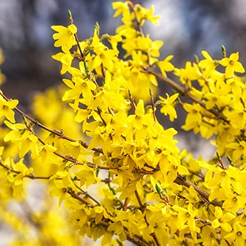 2 Forsythia Plants Live Lynwood Gold Forsythia Shrub 1 Year Old 6-...