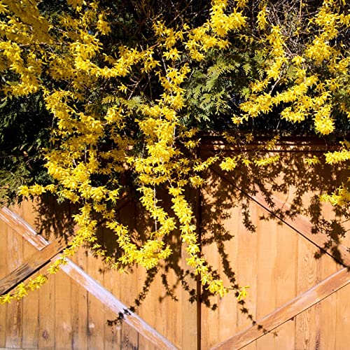 2 Forsythia Plants Live Lynwood Gold Forsythia Shrub 1 Year Old 6-...