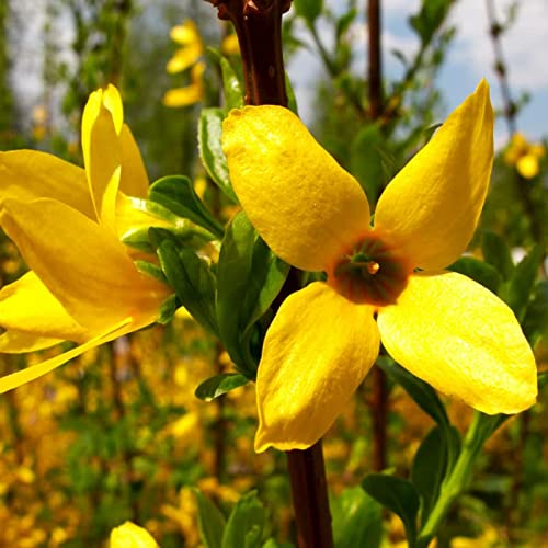 2 Forsythia Plants Live Lynwood Gold Forsythia Shrub 1 Year Old 6-...