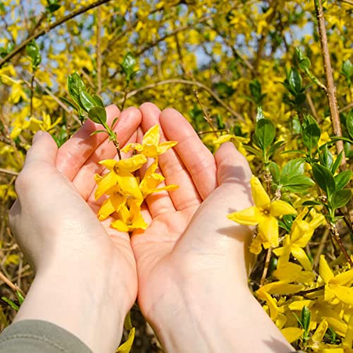 2 Forsythia Plants Live Lynwood Gold Forsythia Shrub 1 Year Old 6-...