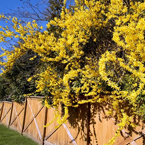 2 Forsythia Plants Live Lynwood Gold Forsythia Shrub 1 Year Old 6-...