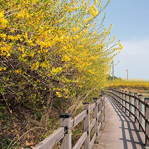 2 Forsythia Plants Live Lynwood Gold Forsythia Shrub 1 Year Old 6-...