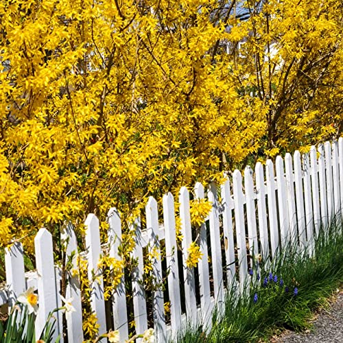 2 Forsythia Plants Live Lynwood Gold Forsythia Shrub 1 Year Old 6-...