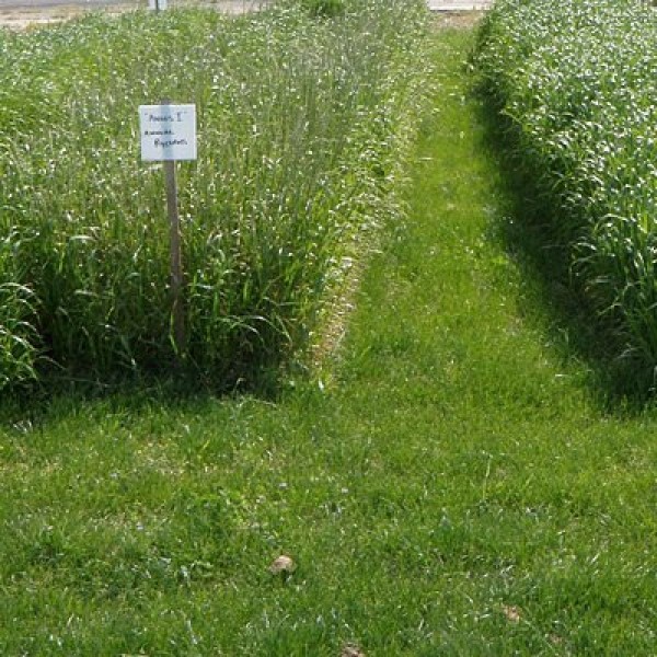 Annual Ryegrass Seeds - 5 LB by American Meadows