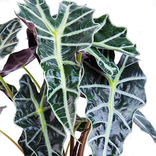 AMERICAN PLANT EXCHANGE Alocasia Polly Amazon Sheild African Mask ...