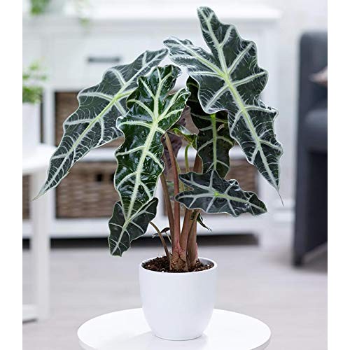 AMERICAN PLANT EXCHANGE Alocasia Polly Amazon Sheild African Mask ...