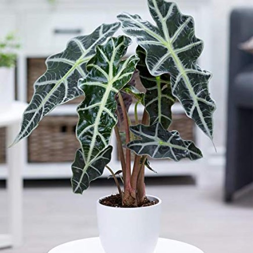 AMERICAN PLANT EXCHANGE Alocasia Polly Amazon Sheild African Mask ...