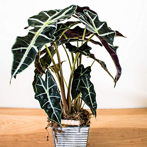 AMERICAN PLANT EXCHANGE Alocasia Polly Amazon Sheild African Mask ...