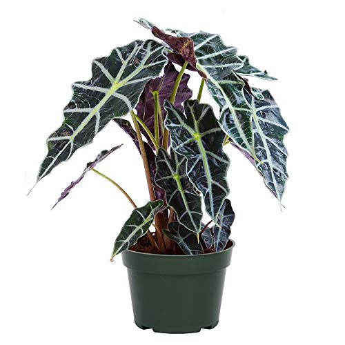 AMERICAN PLANT EXCHANGE Alocasia Polly Amazon Sheild African Mask ...