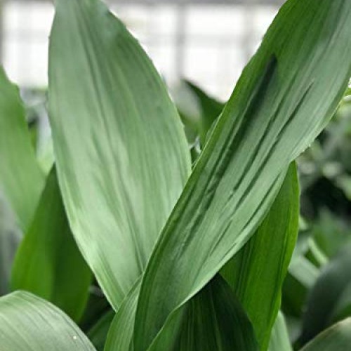 AMERICAN PLANT EXCHANGE Cast Iron Plant Pet Friendly Live, 6 Pot,...