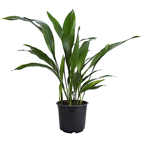 AMERICAN PLANT EXCHANGE Cast Iron Plant Pet Friendly Live, 6 Pot,...