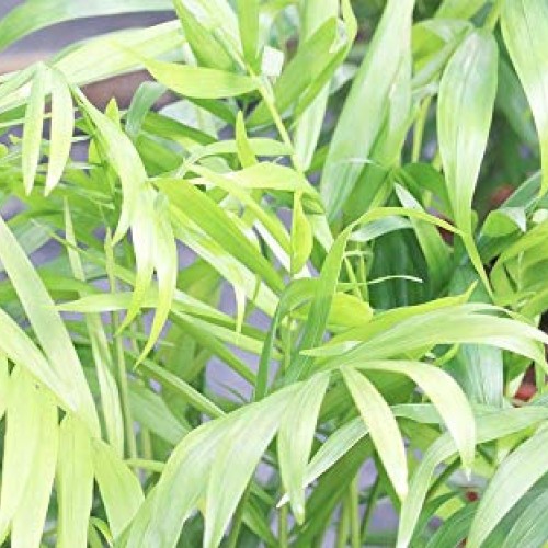 AMERICAN PLANT EXCHANGE Chamaedorea Elegans Victorian Parlour Palm...