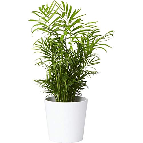 AMERICAN PLANT EXCHANGE Chamaedorea Elegans Victorian Parlour Palm...