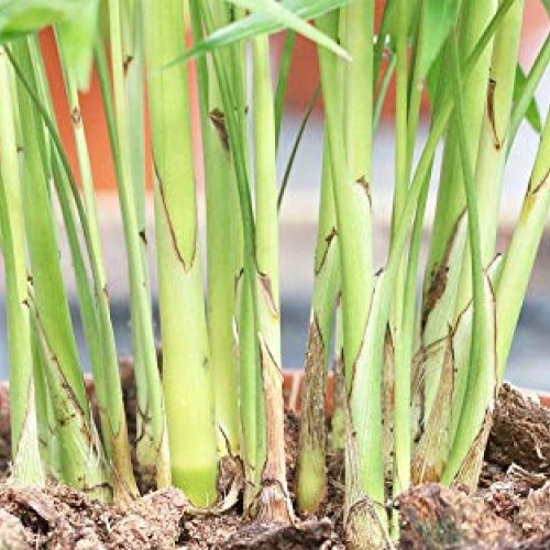 AMERICAN PLANT EXCHANGE Chamaedorea Elegans Victorian Parlour Palm...