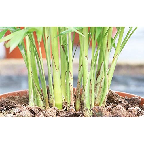 AMERICAN PLANT EXCHANGE Chamaedorea Elegans Victorian Parlour Palm...