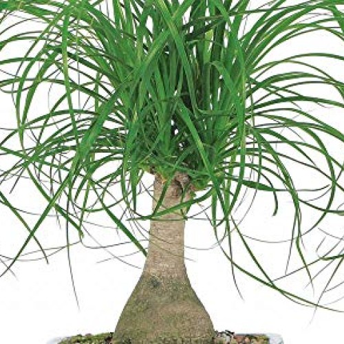 AMERICAN PLANT EXCHANGE Ponytail Palm Single Trunk Live Plant, 6 ...