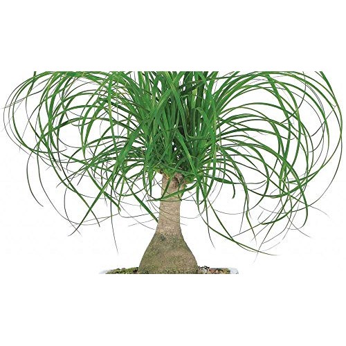 AMERICAN PLANT EXCHANGE Ponytail Palm Single Trunk Live Plant, 6 ...