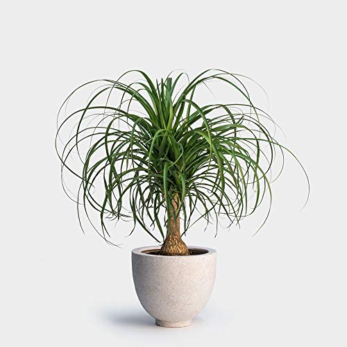 AMERICAN PLANT EXCHANGE Ponytail Palm Single Trunk Live Plant, 6 ...