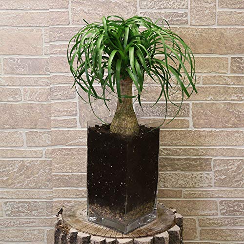 AMERICAN PLANT EXCHANGE Ponytail Palm Single Trunk Live Plant, 6 ...