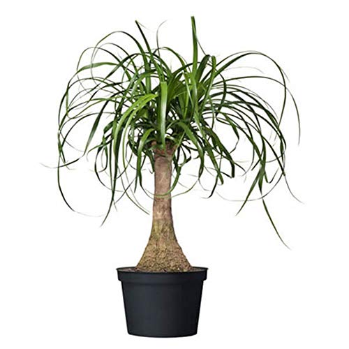 AMERICAN PLANT EXCHANGE Ponytail Palm Single Trunk Live Plant, 6 ...