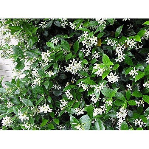 AMPLEX Confederate Jasmine Vine Live Plant, 3 gallon, Creeping Vine